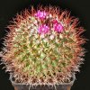 Mammillaria_rhodantha